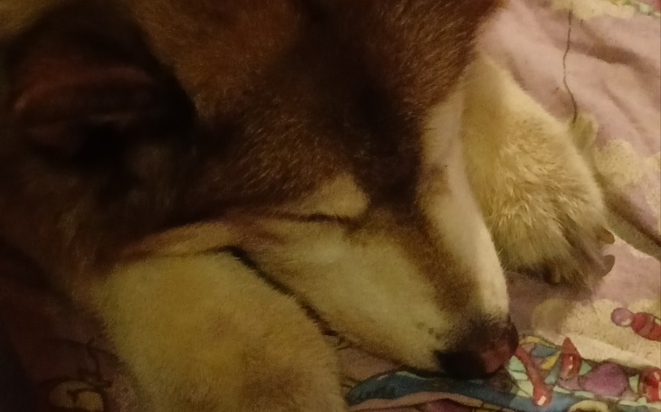 Zbiórka Ratowanie psa z adopcji - zdjęcie główne