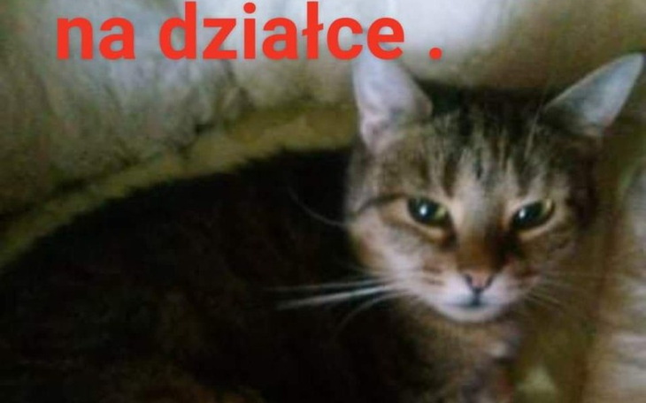 Zbiórka Karma, leczenie i sterylizacja, - zdjęcie główne