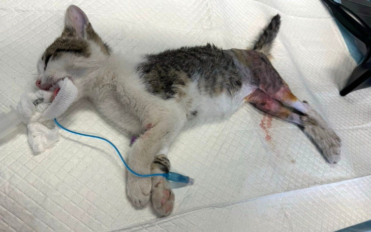 Chory kotek z kroplówką w szpitalu.