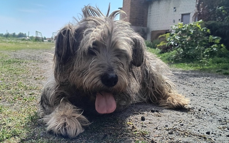 Pies leżący na trawie, z językiem na wierzchu, w słoneczny dzień.