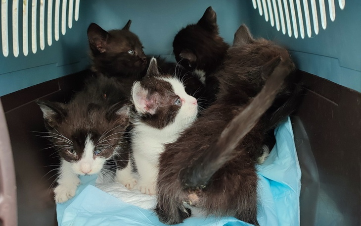 Zbiórka Na leczenie i wyprawkę do DT - zdjęcie główne