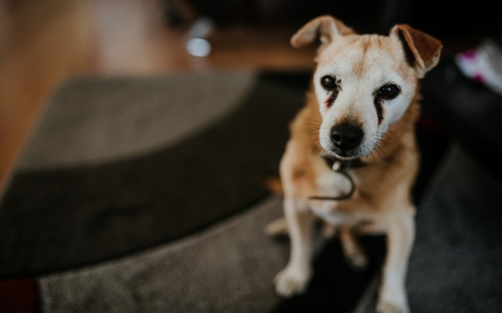 Zbiórka Mikro piesek prosi o mega pomoc - zdjęcie główne