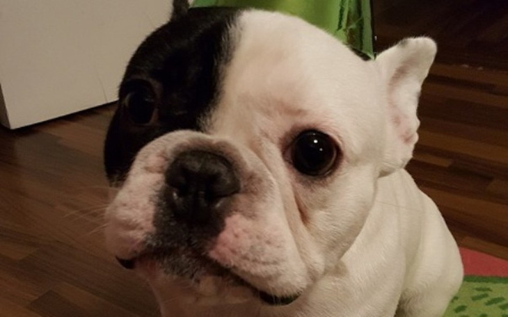 Zbiórka na operację buldożka Maximusa - zdjęcie główne