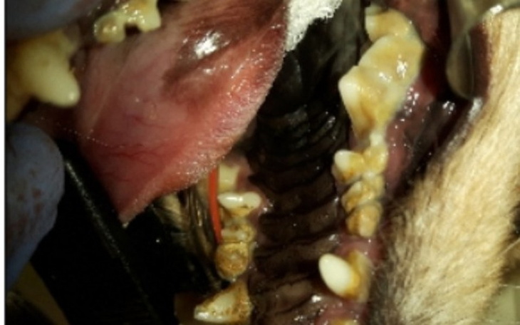 Zbiórka Opłacenie faktur za leczenie - zdjęcie główne