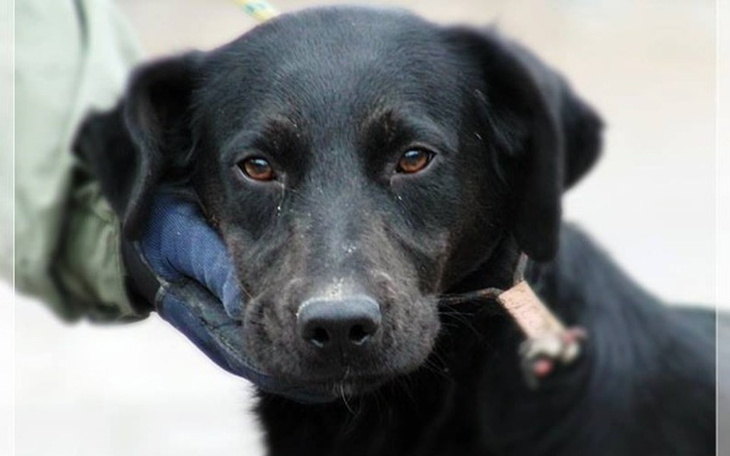 Zbiórka Nie możemy zawieść Arabiki - zdjęcie główne