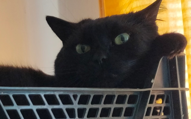 Czarny kot leżący w koszyku, z wyrazem zrelaksowania.