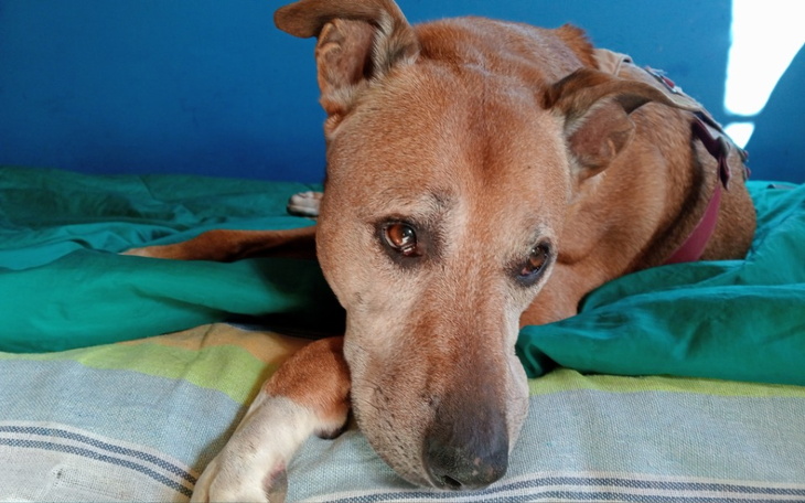 Pies leżący na łóżku, z wyrazem smutku w oczach.