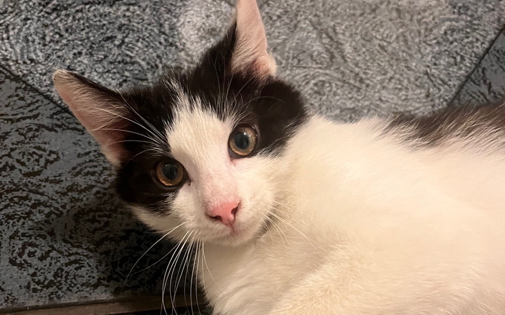 Kot leży na podłodze, patrzy z ciekawością.