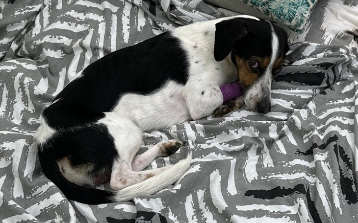 Zbiórka leczenie Gacka - zdjęcie główne