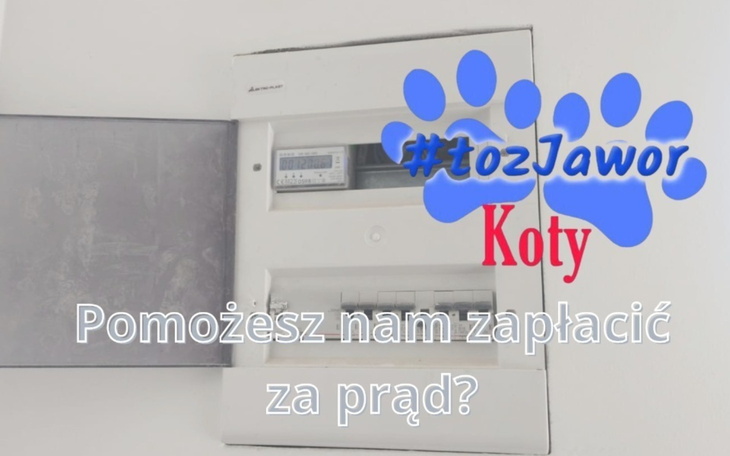 Prośba o pomoc w opłaceniu rachunku za prąd dla kotów.
