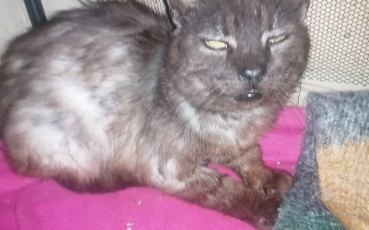 Chory kot na różowym kocu, z wyraźnymi problemami zdrowotnymi.