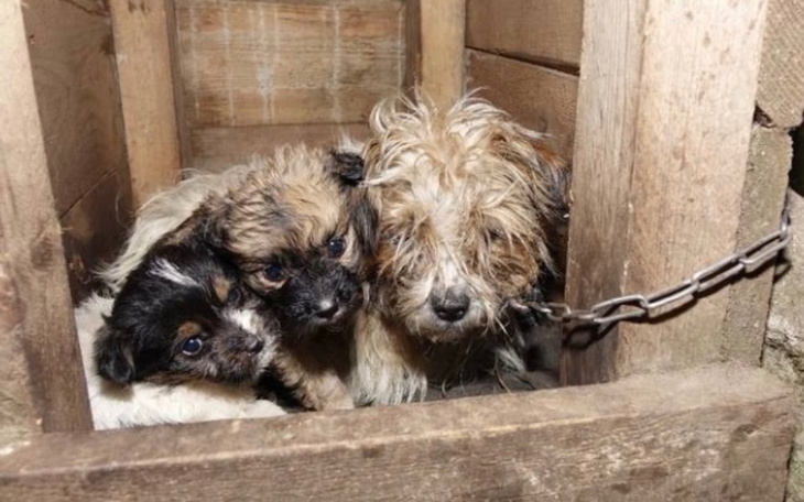 Zbiórka znalezione zwierzaki - zdjęcie główne