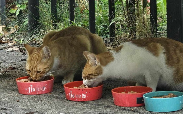 Dwa koty jedzące z misek na zewnątrz.