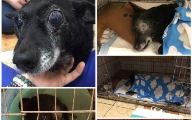 Zbiórka Wsparcie dla bezdomnej Lusi - zdjęcie główne