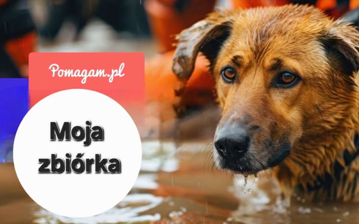 Zbiórka Rzuć piątaka na zwierzaka - zdjęcie główne