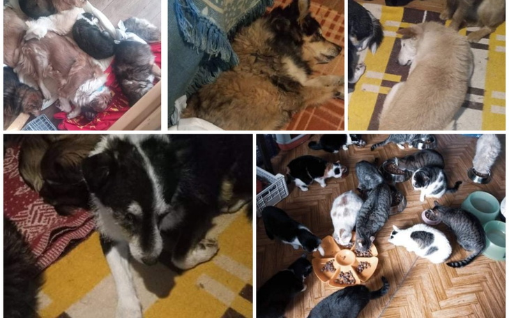 Zbiórka Nasze zwierzęta też chcą żyć - zdjęcie główne