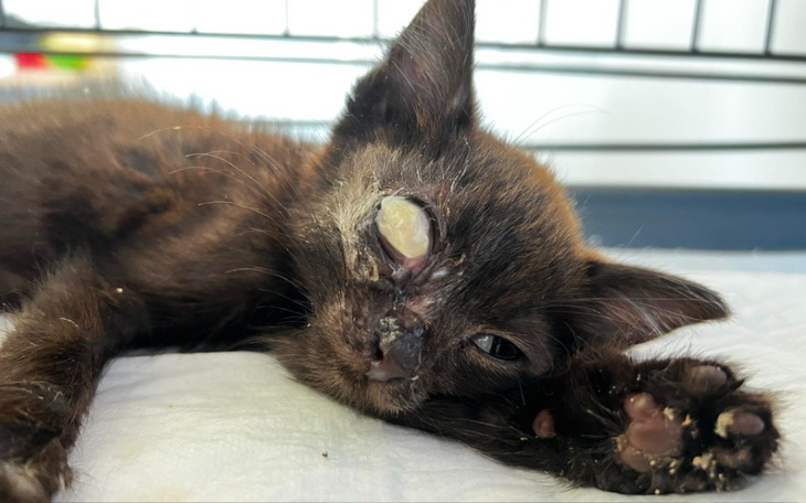 Chory kotek z uszkodzeniem oka, leżący na białym tle.