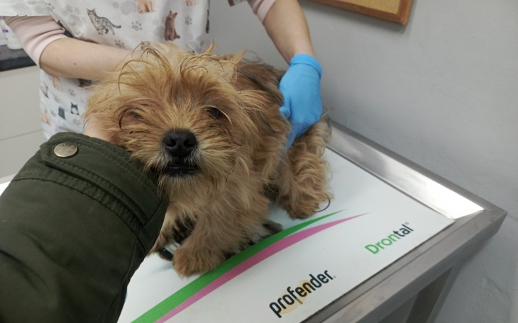 Mały piesek na stole weterynaryjnym, w trakcie badania.