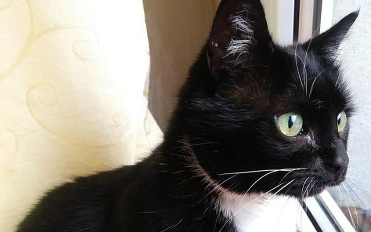 Zbiórka Dla kota Myszki - zdjęcie główne