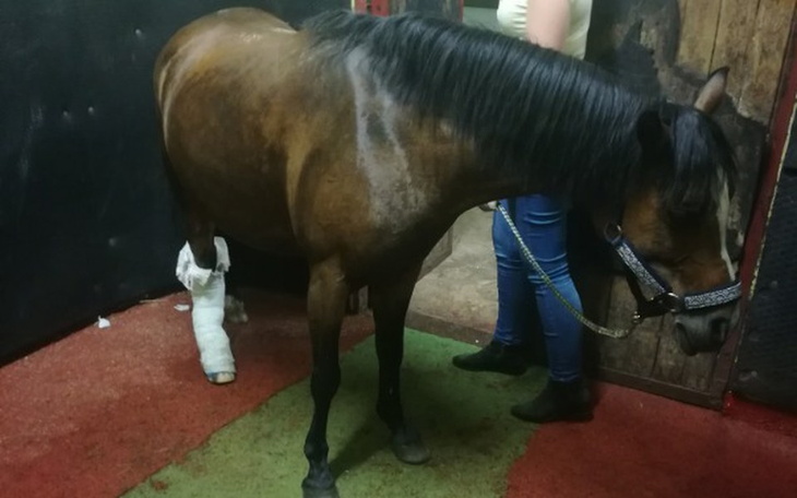 Zbiórka Skierka - spełnione marzenie - zdjęcie główne