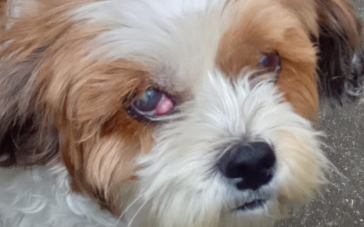 Zbiórka Uratuj pieska - zdjęcie główne