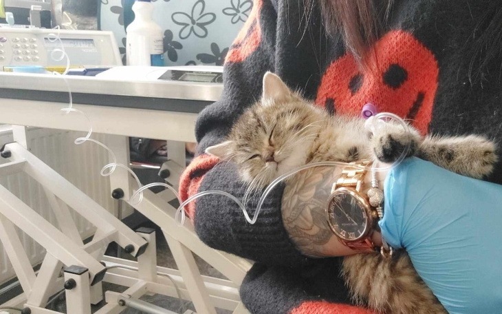 Zbiórka Na surowice dla kociąt - zdjęcie główne