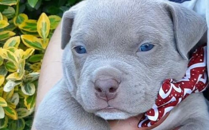 Zbiórka Marzę i Amstaffie Blue - zdjęcie główne