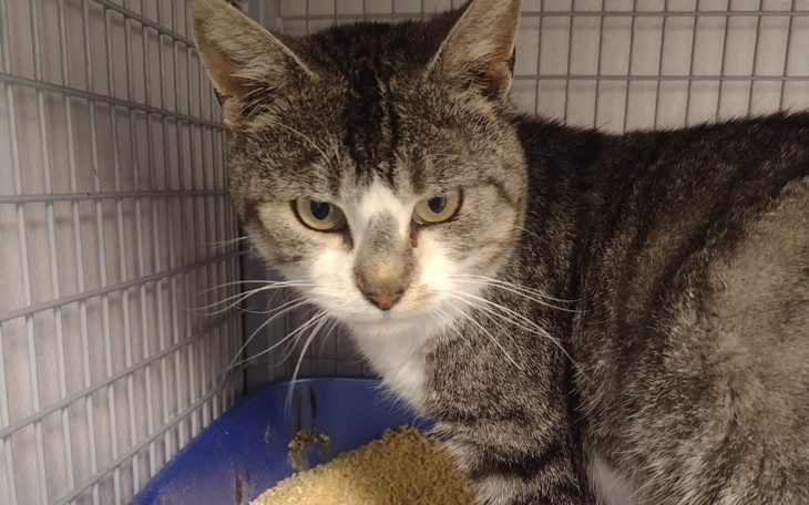 Szary kot w klatce, z wyrazem ciekawości na twarzy.