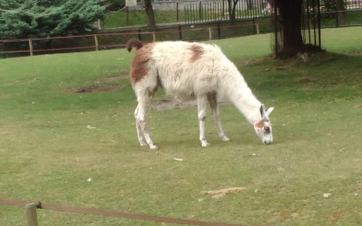 Lama pasąca się na zielonej łące w parku.