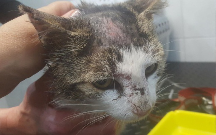 Zbiórka Dla Donalda i spółki. - zdjęcie główne