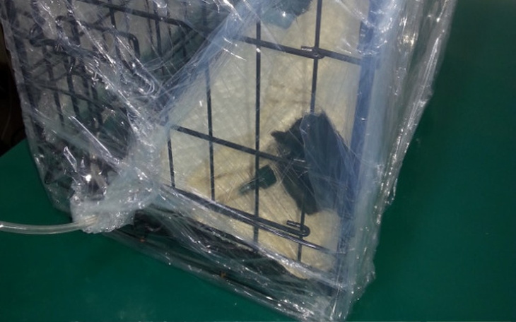 Zbiórka Kociak Demon Zbiera Na Leczenie - zdjęcie główne