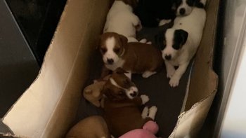 Zbiórka 7 maleńkich psich nieszczęść - miniaturka zdjęcia
