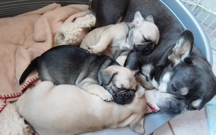 Zbiórka Rodzina Bul Bul w potrzebie - zdjęcie główne