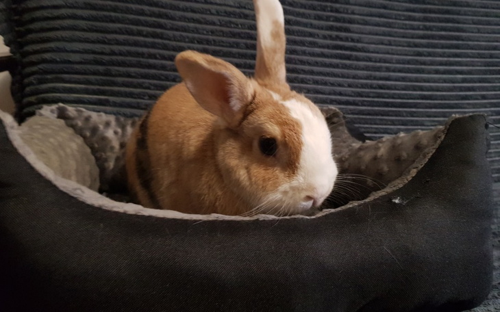 Zbiórka Rhinoskopia dla Uszaka - zdjęcie główne