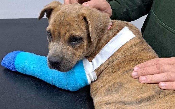 Zbiórka Operacja łapki biednego szczenia - zdjęcie główne