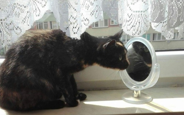 Zbiórka Leczenie Shili - zdjęcie główne