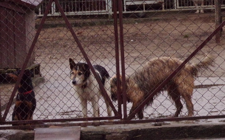 Zbiórka dla psów z schroniska Gniezno - zdjęcie główne