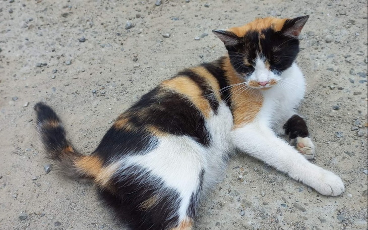 Zbiórka Transport Kotki do Nowego Domu - zdjęcie główne