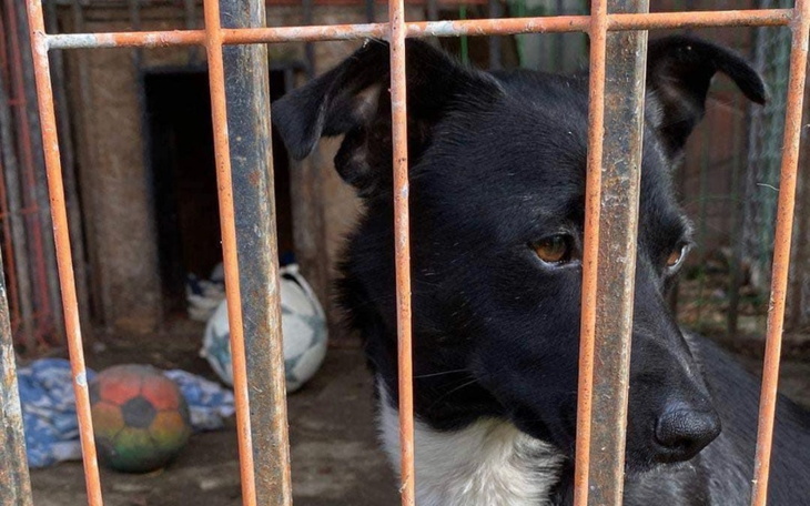 Zbiórka Transport Feli do DT w Gdyni - zdjęcie główne