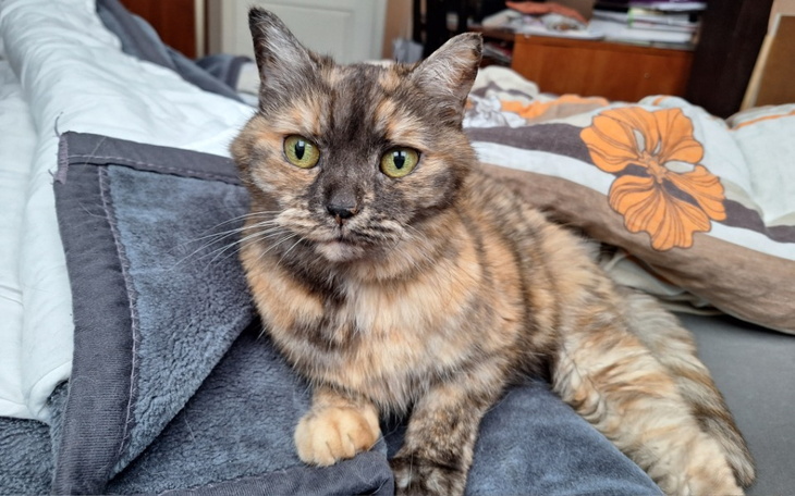 Zbiórka Zabieg dla Niuni - zdjęcie główne