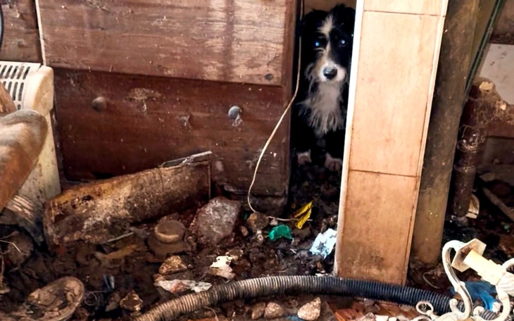 Pies w zabałaganionym pomieszczeniu.