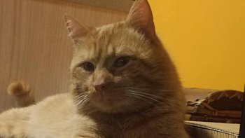 Zbiórka Mikołaj zaczyna nowe życie - miniaturka zdjęcia