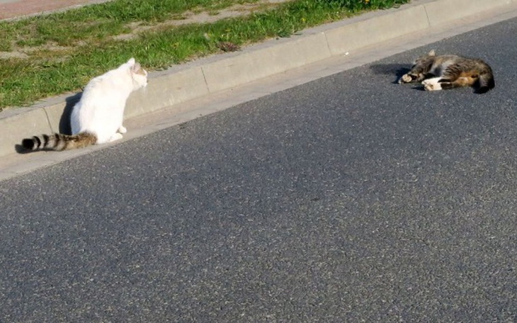 Zbiórka Sterylizacja kotów i psów!!! - zdjęcie główne