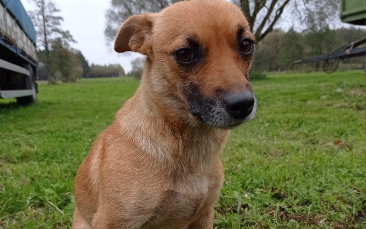 Zbiórka Na pomoc psiej mamie... - zdjęcie główne