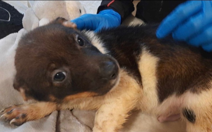 Zbiórka Transport szczeniaka z Pawłowa - zdjęcie główne