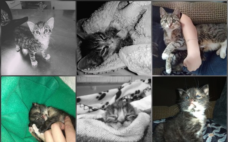 Zbiórka Opłacenie faktur Kocia Utopia - zdjęcie główne