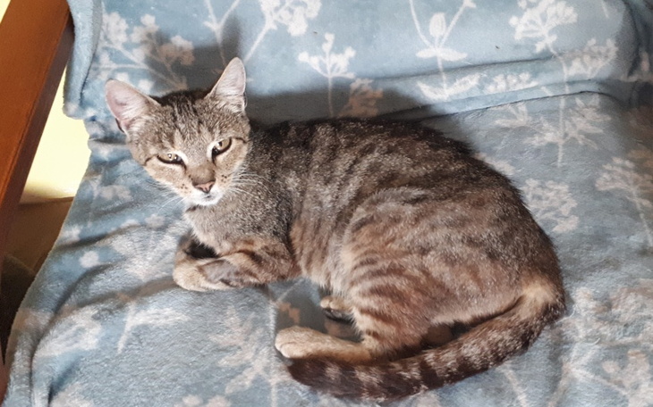 Zbiórka Znaleziona kotka - leczenie - zdjęcie główne