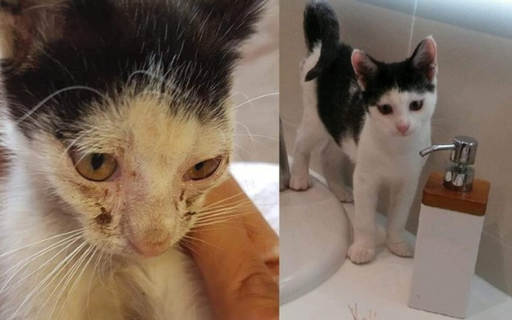 Zbiórka Przed i Po Leczeniu - zdjęcie główne