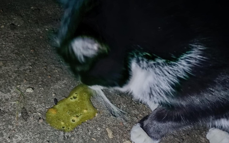 Czarny kot w nocy, w pobliżu zielonego obiektu.