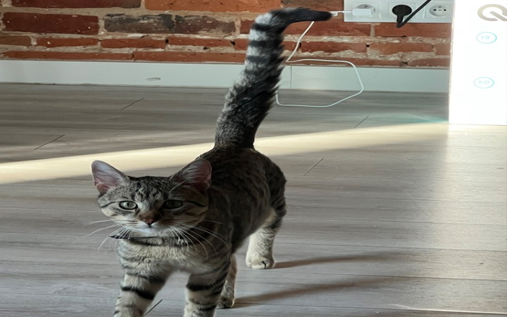 Zbiórka Złamana łapa i podniebienie - zdjęcie główne